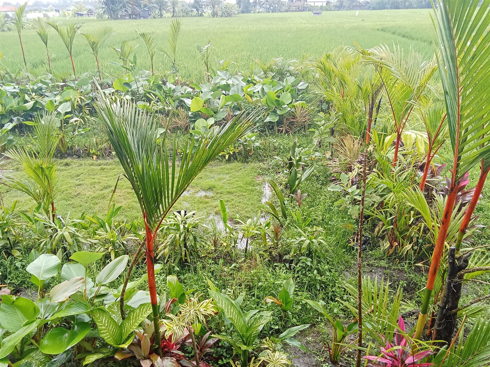 Palem Merah & Tanaman Rumpun Tinggi