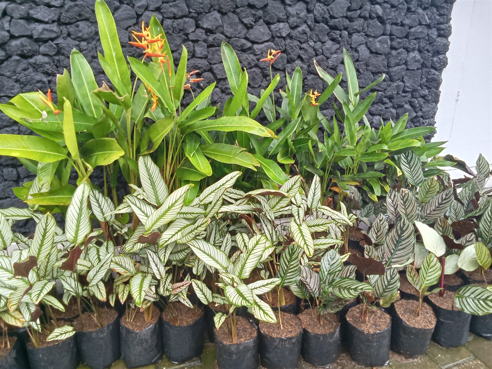 Plant Nursery & Garden Supply